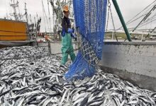 Nigeria’s Fishing Industry at Crossroads: MARCON Conference to Seek Pathways to Growth, Food Security 9 images 8 2